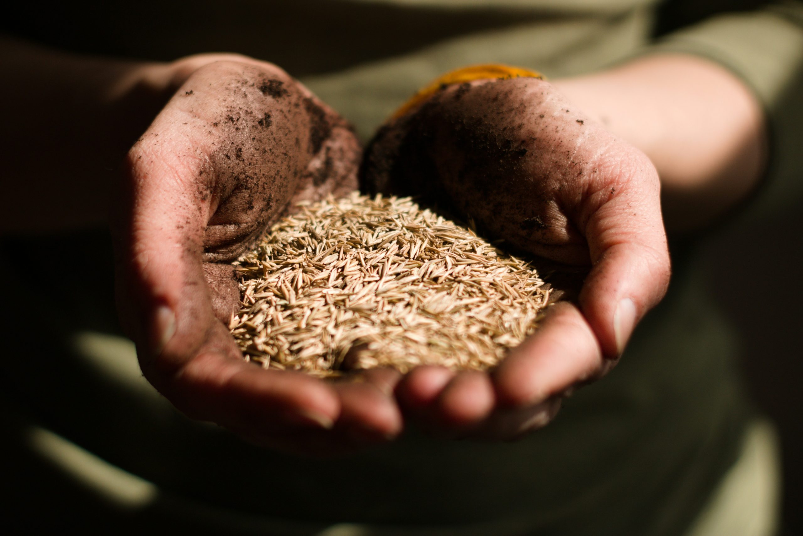 Sewing the Seeds of Love